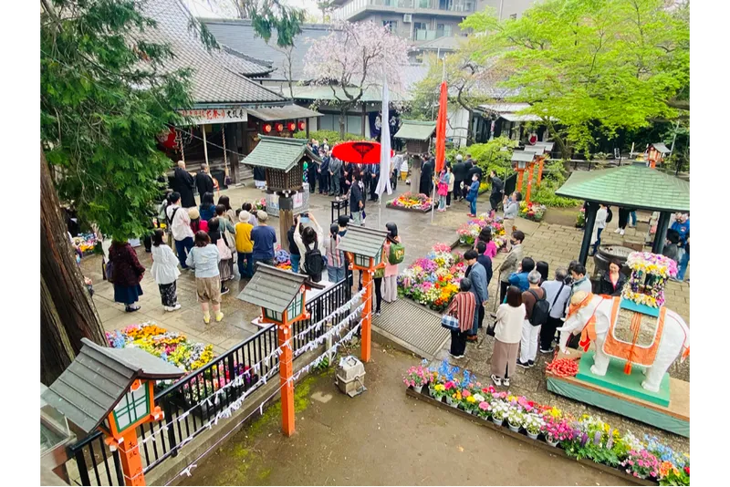 等々力不動尊の桜・花見情報_3