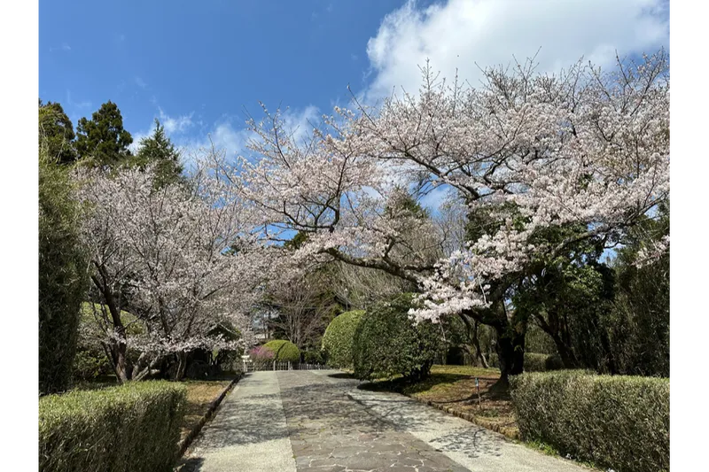 山上門跡周辺のマメザクラとソメイヨシノ