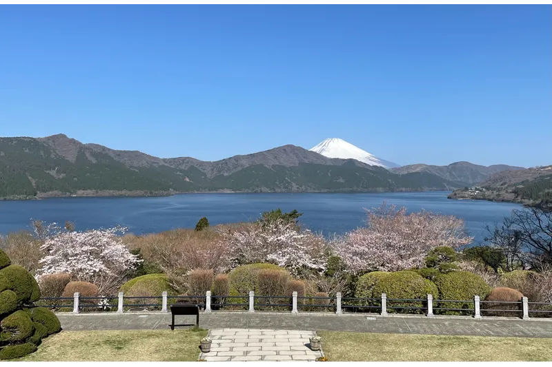 湖畔展望館のバルコニーから眺める富士山と桜
