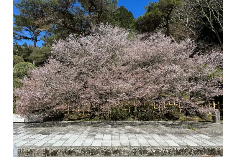 公園駐車場近くのマメザクラ