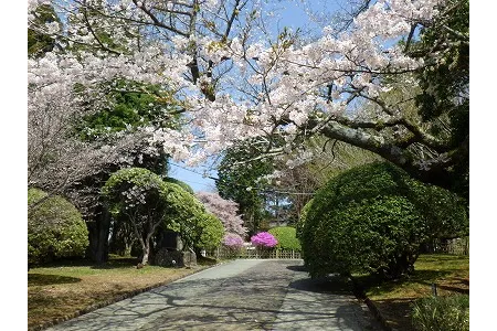恩賜箱根公園の桜・花見情報_5