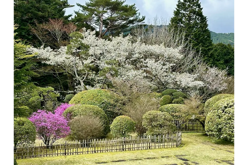 恩賜箱根公園の桜・花見情報_6