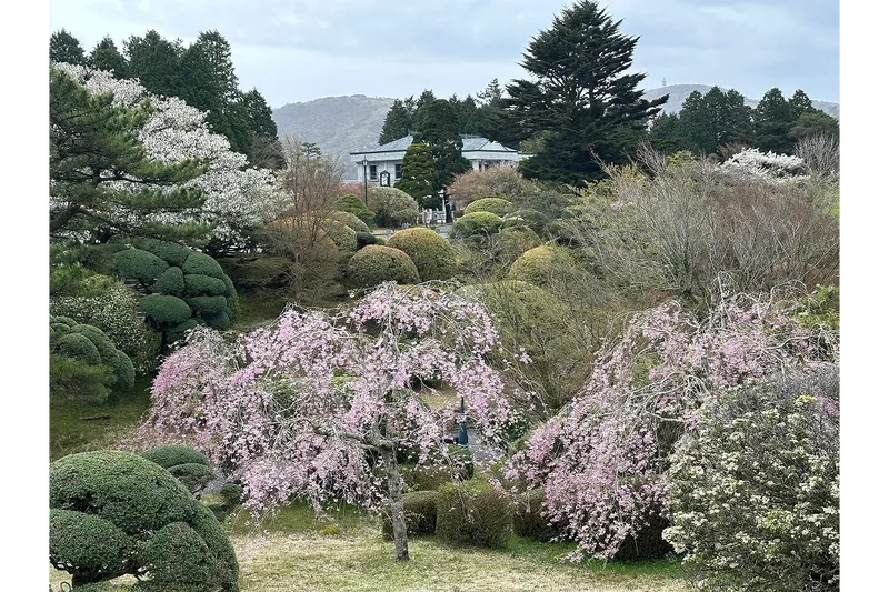 恩賜箱根公園の桜・花見情報_7