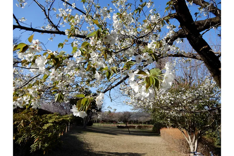 大泉中央公園の桜・花見情報_1