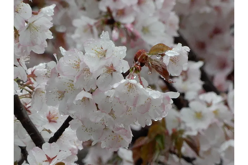 大泉中央公園の桜・花見情報_2
