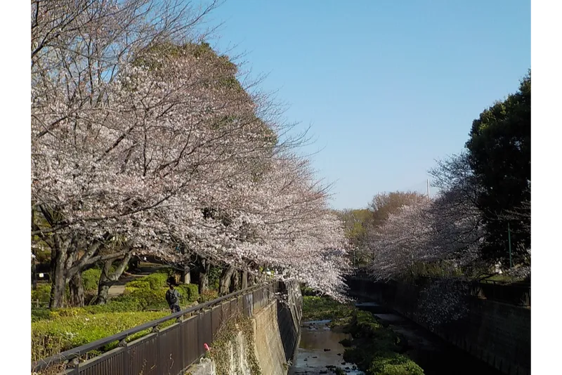 祖師谷公園_1