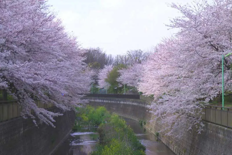 祖師谷公園_3