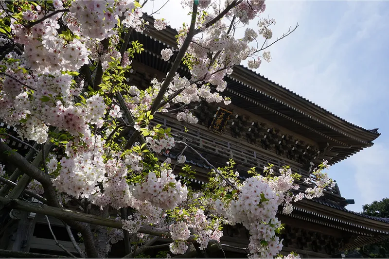 大本山光明寺_1