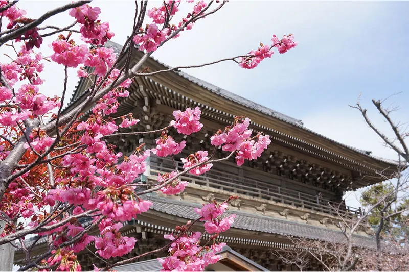大本山光明寺_4