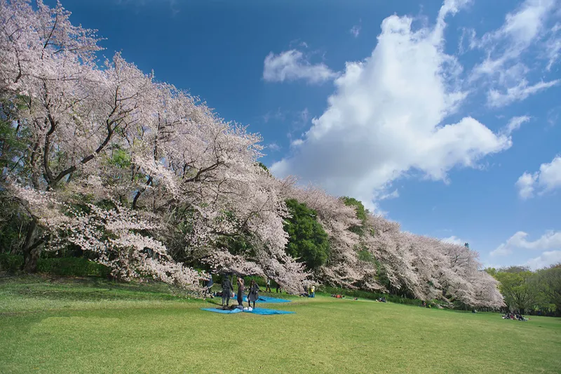 砧公園の桜・花見情報_1