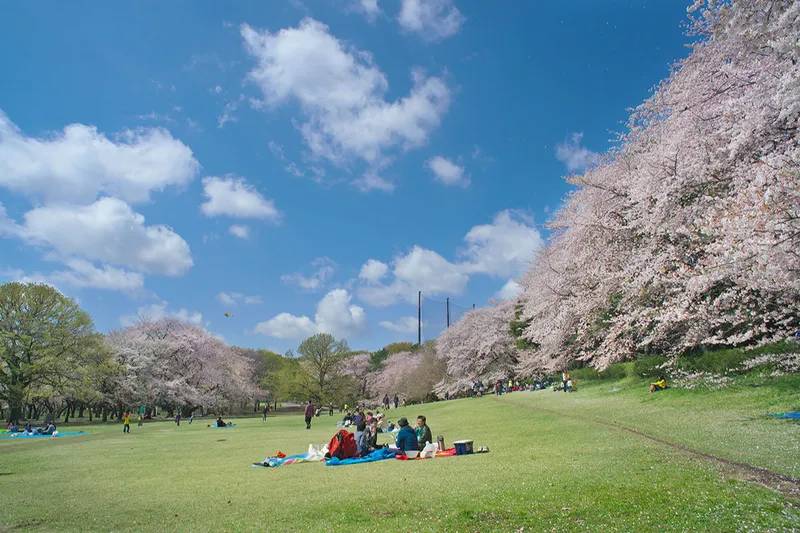 砧公園の桜・花見情報_2