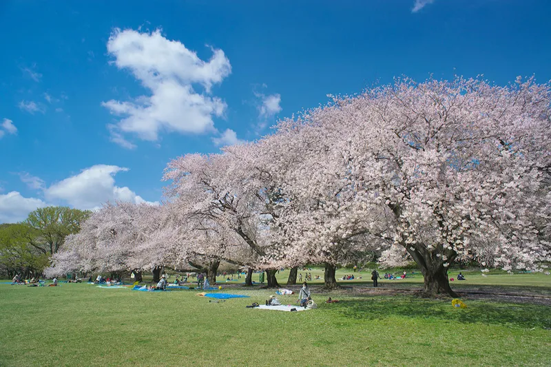 砧公園の桜・花見情報_3