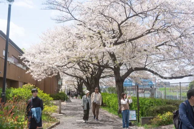 アメリカ桜の並木