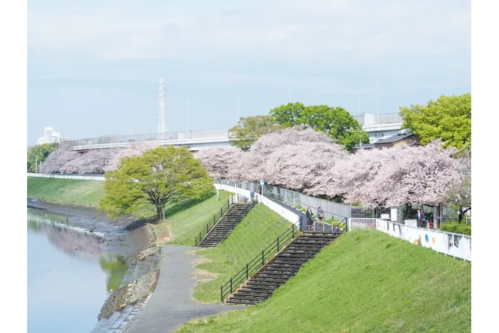 新芝川沿からみるアメリカ桜並木