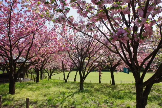芝生広場の桜