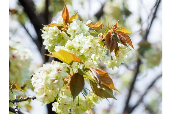 黄緑色の鬱金(ウコン)も見られます