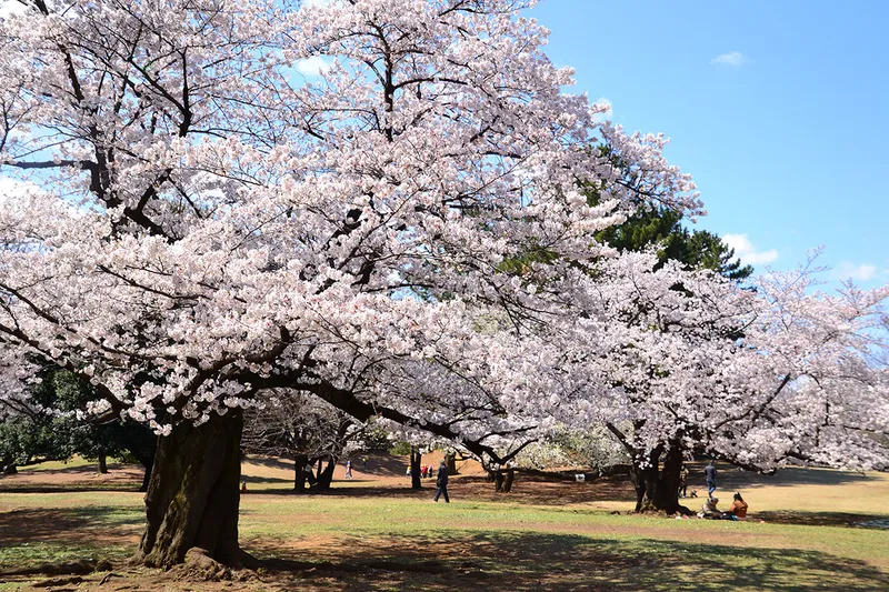 光が丘公園_1