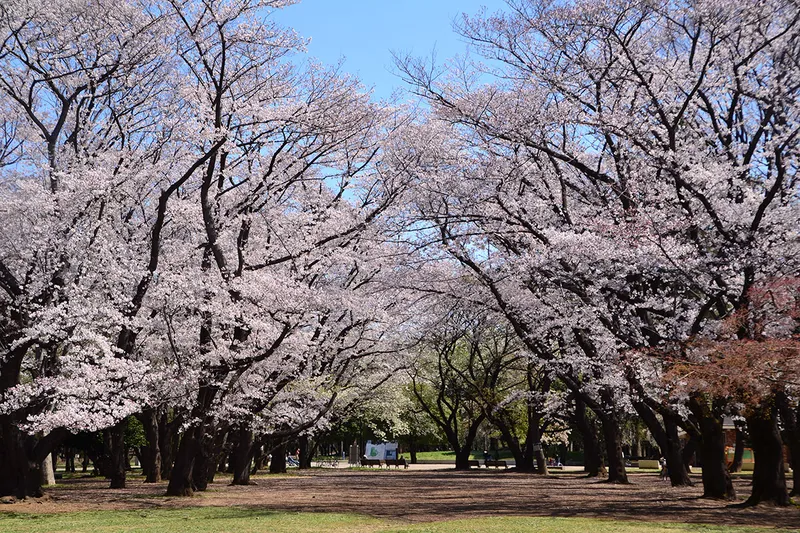 光が丘公園_2