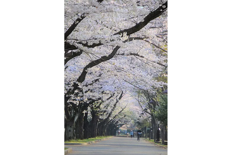 光が丘公園_3
