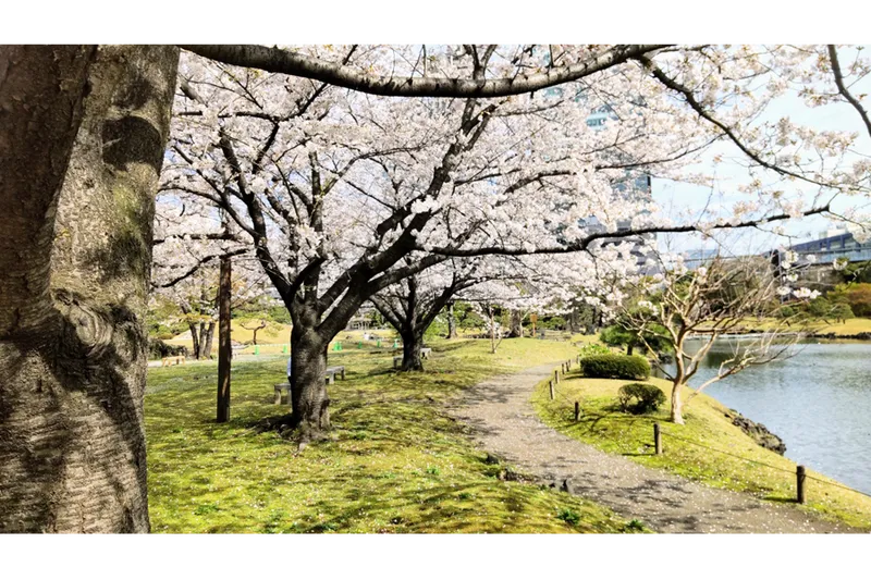 ソメイヨシノ