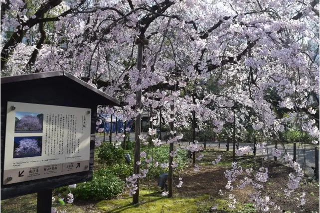 六義園の桜・花見情報_2