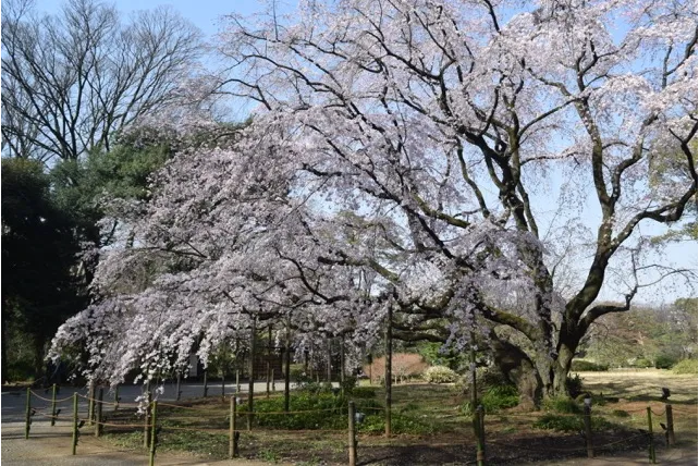 六義園の桜・花見情報_3