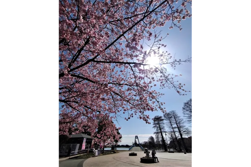 水元公園の桜・花見情報_2