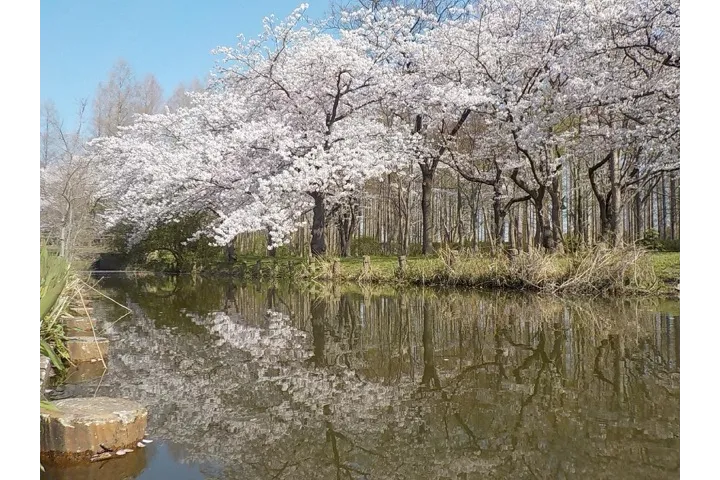 水元公園の桜・花見情報_3
