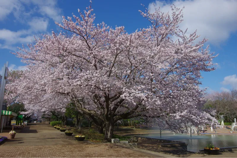 ふなばしアンデルセン公園の桜・花見情報_2