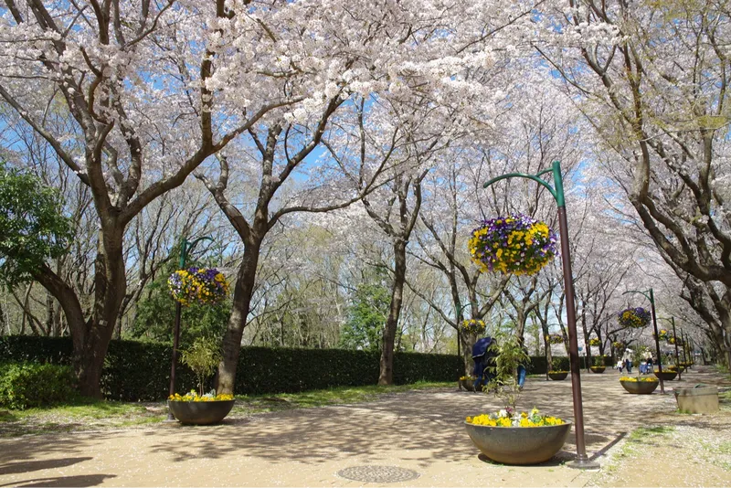 ふなばしアンデルセン公園の桜・花見情報_3