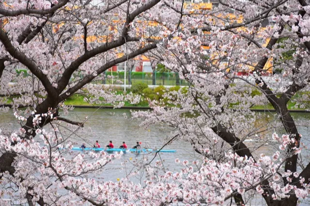 戸田公園（戸田桜づつみ）の桜・花見情報_1