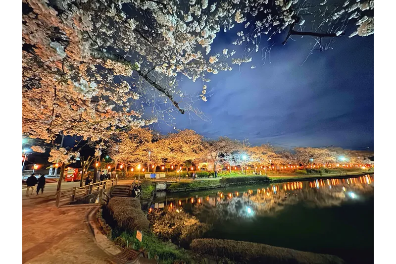 上沼公園夜桜