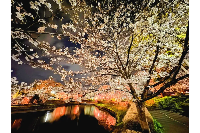 下沼公園夜桜
