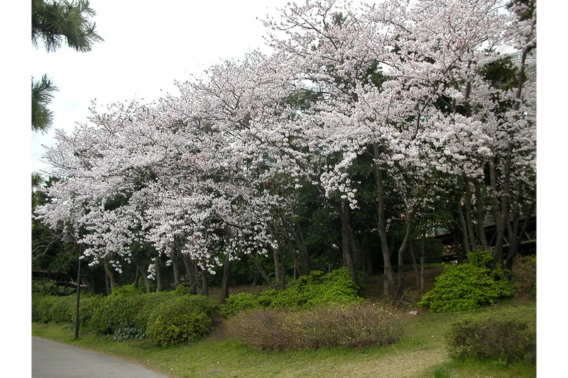 お台場海浜公園_1