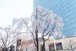 赤坂サカスの桜・花見情報_1