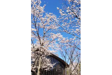赤坂サカスの桜・花見情報_2