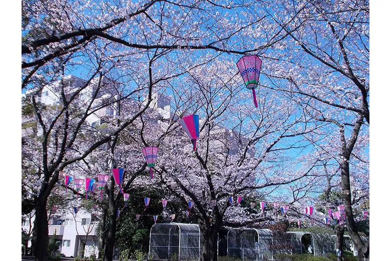 総合レクリエーション公園の桜・花見情報_1