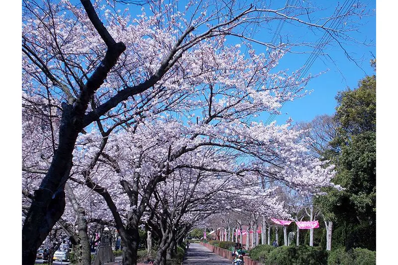 総合レクリエーション公園の桜・花見情報_2