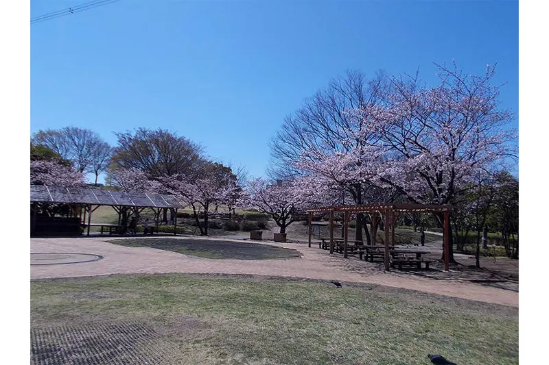 総合レクリエーション公園の桜・花見情報_3