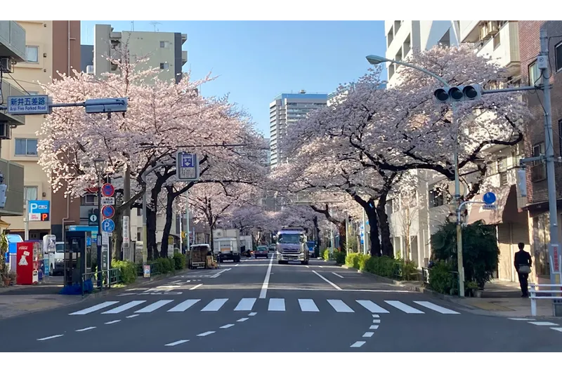 コロナ中もきれいに咲き乱れていました