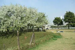 過去の様子です。