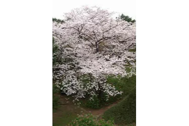 過去の様子です。