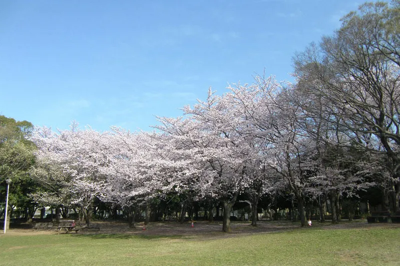 行田公園の桜・花見情報_1