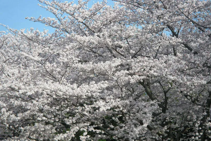 行田公園の桜・花見情報_2