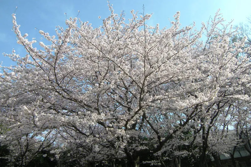 行田公園の桜・花見情報_3