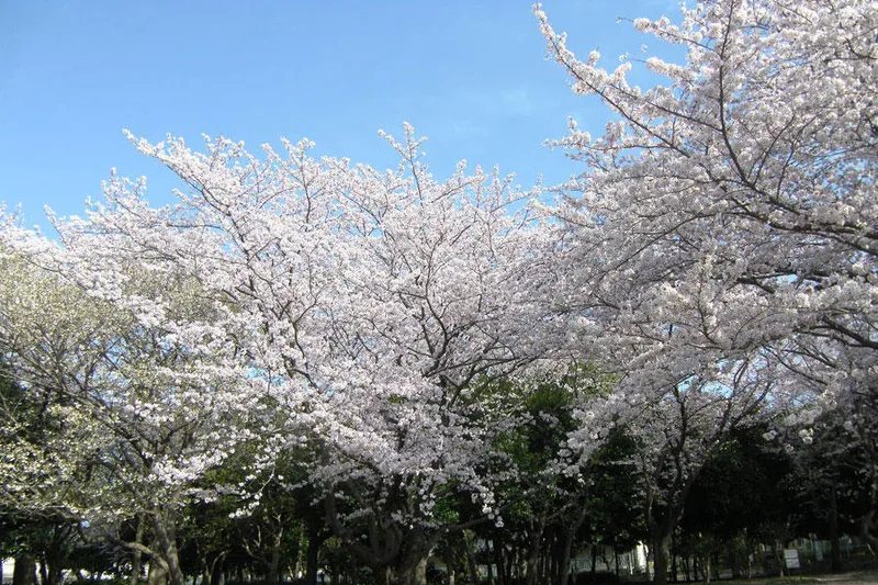 行田公園の桜・花見情報_4