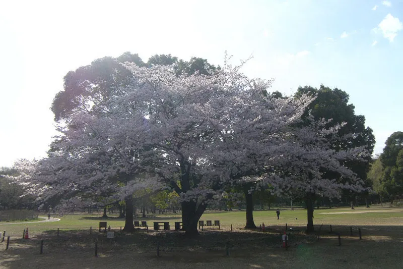 行田公園の桜・花見情報_5