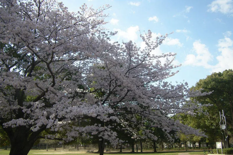 行田公園の桜・花見情報_6