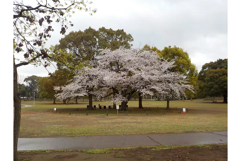 行田公園の桜・花見情報_7