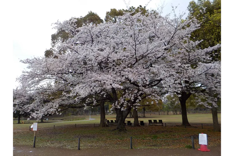行田公園の桜・花見情報_8